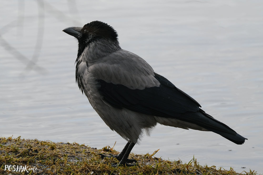 Гордая птица. Красивая. Фото из открытых источников.