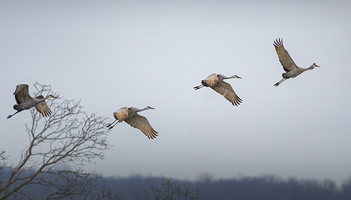 Существует поверье, что в этот день журавли собираются на болотах и решают, как и когда отправятся на юг. Фото: reepik.com