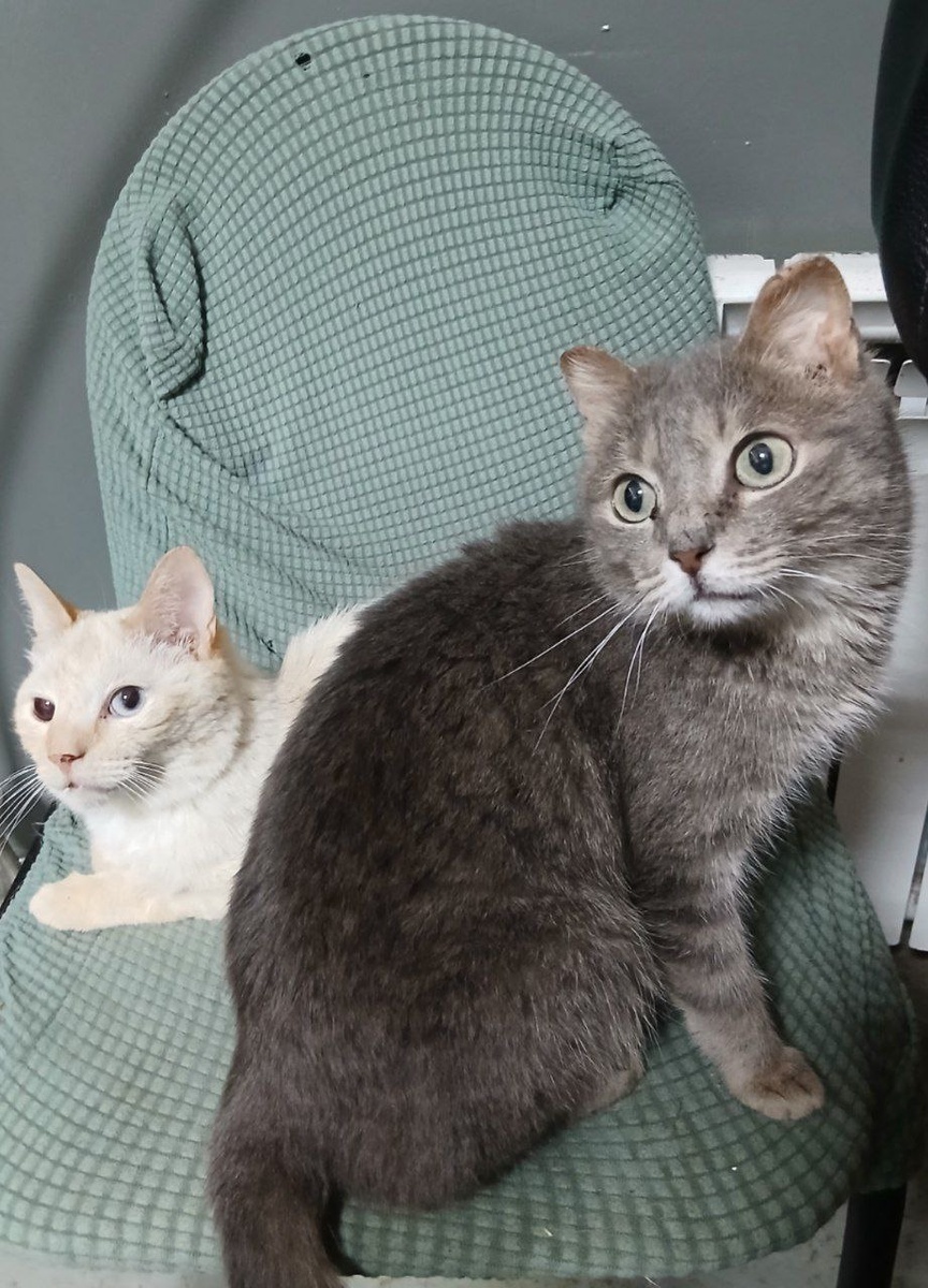 Жители Теремка Шпрот и Василиса