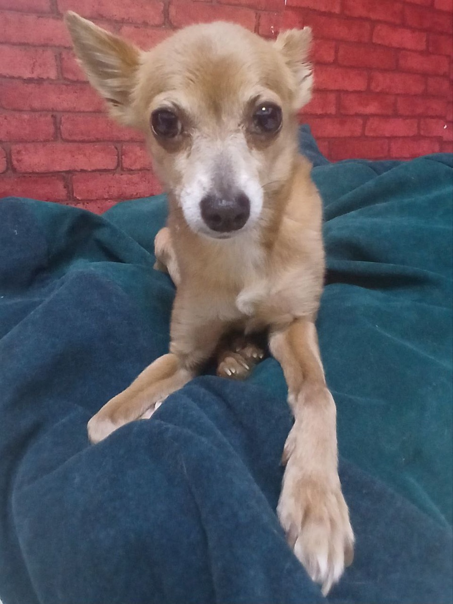 Тойтерьер Маруся, попала под машину и теперь живет в Теремке