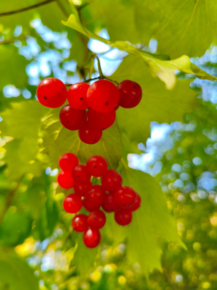 Фото автора.