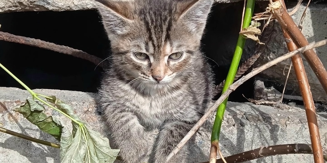 Хозяева отнесли Василинку на теплотрассу, потому что она слишком игривая. Мы ищем котёнку дом, где нет места предательству