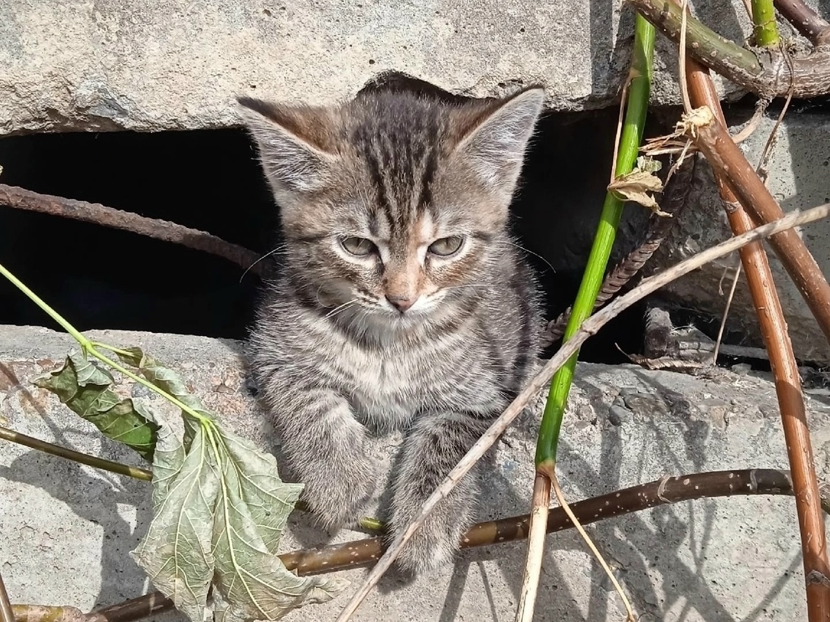 Василинку спас бездомный человек и попросил нас найти для неё домс, где нет места предательству