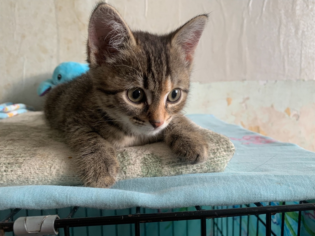 На передержке пополнение