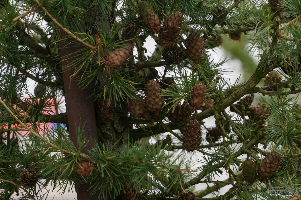    Фото: Лидия Аникина © ИА "Уральский меридиан"