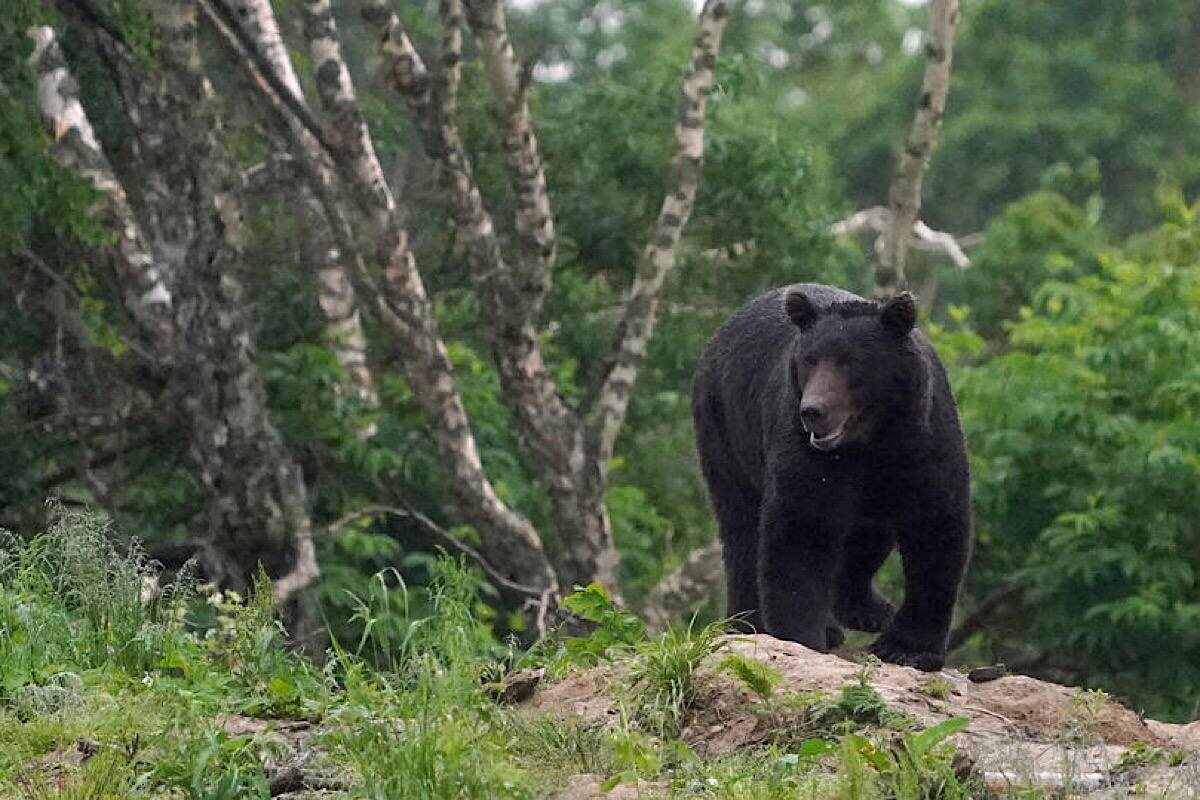    Фото: Эдуард Корниенко, источник: Известия