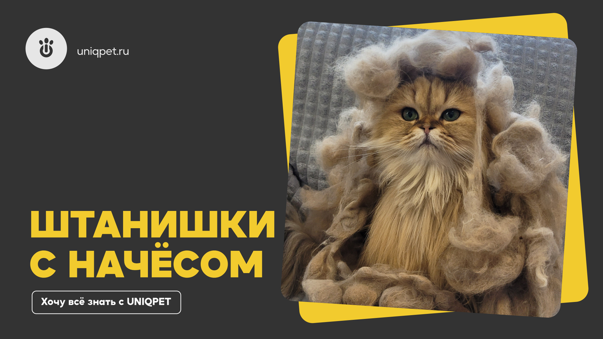 Котоэкперт UNIQPET Фиби, г.Новороссийск