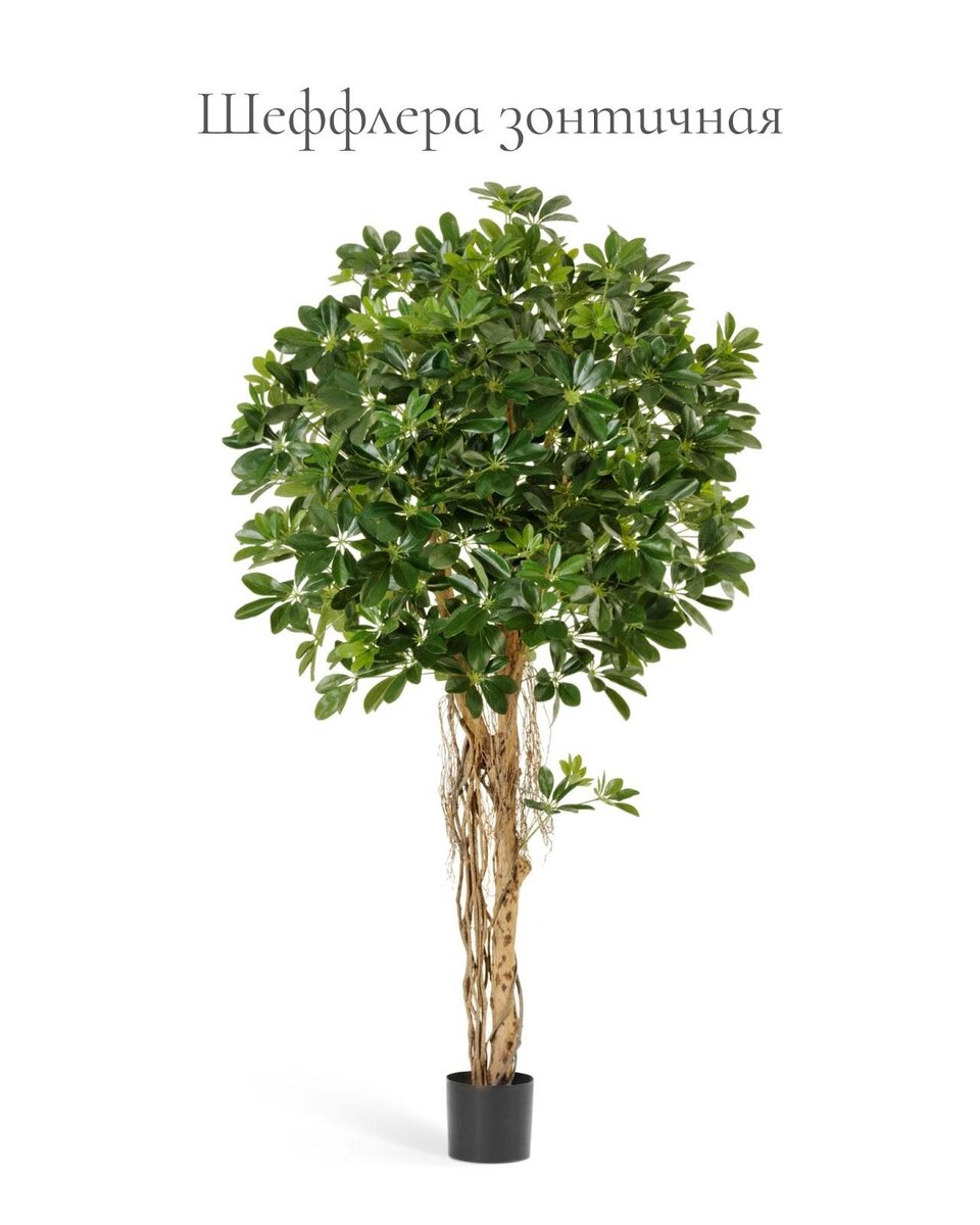 Кашпо и растения TREEZ Collection