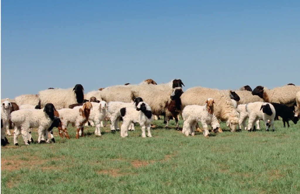 То самое вкусное мясо на выгуле.
