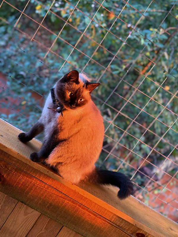 Виновница торжества в лучах заката