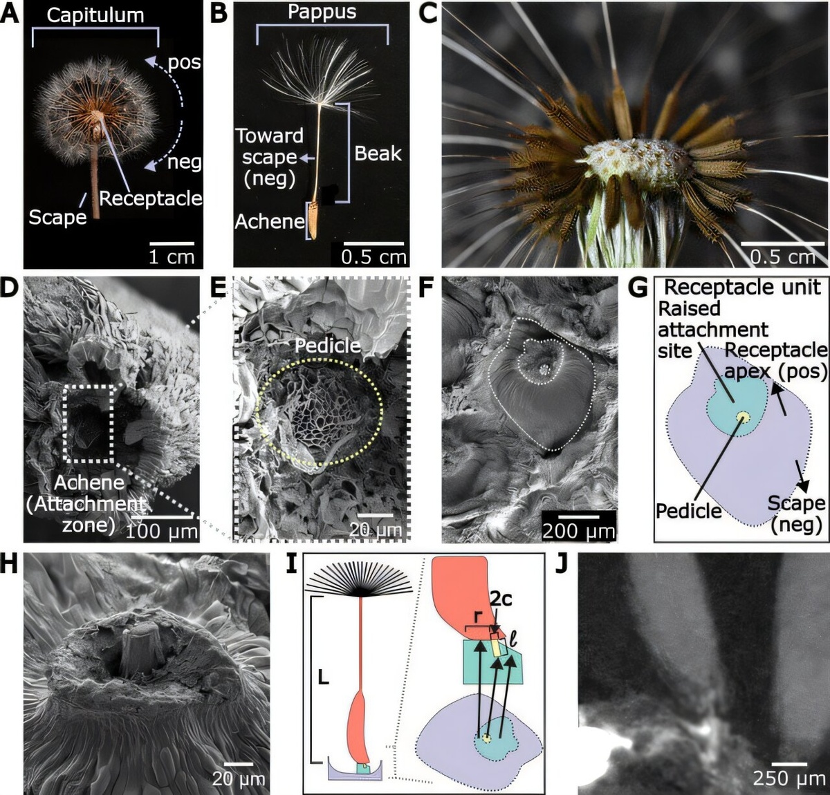    Графическая иллюстрация к исследованиюJournal of the Royal Society Interface