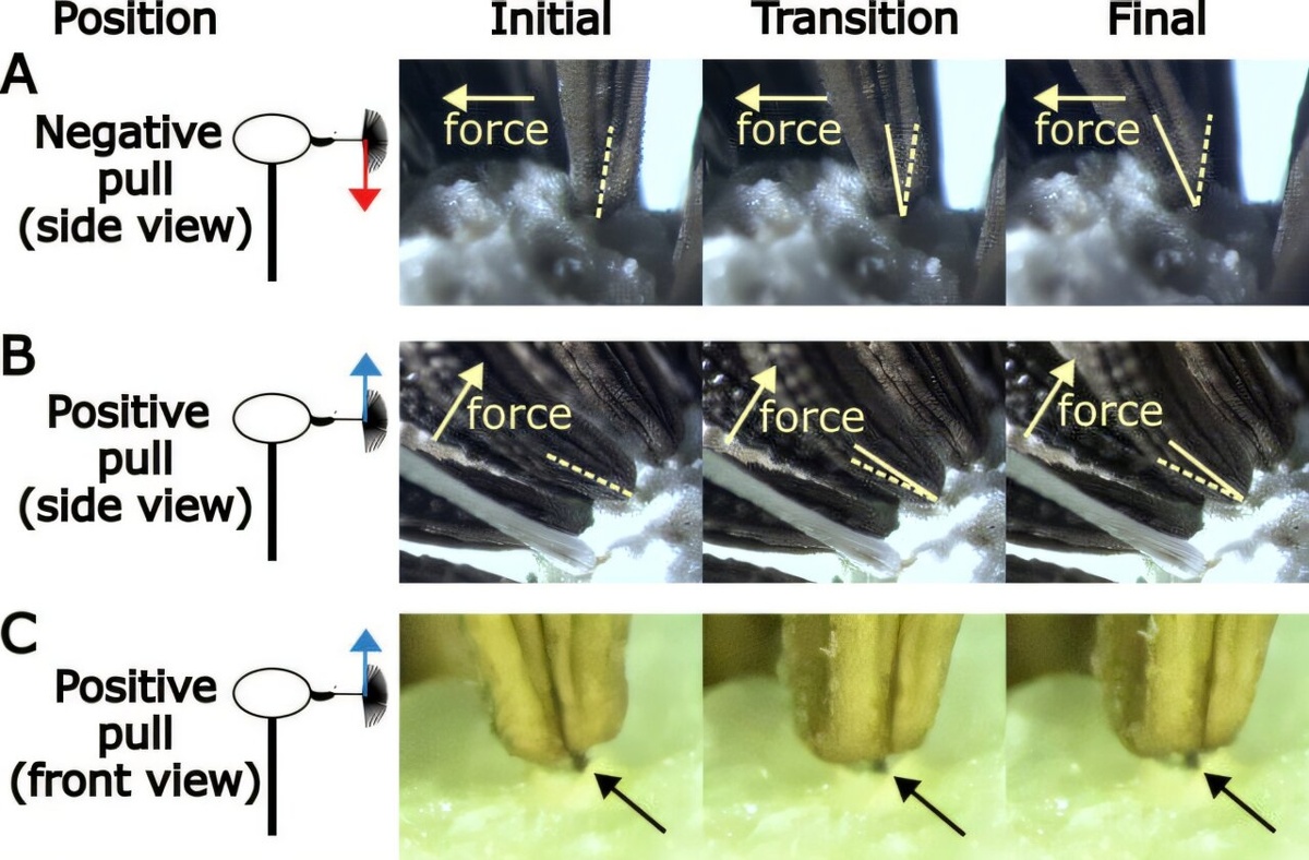    Абсциссионный монтаж из семян тянется в разные стороныJournal of the Royal Society Interface