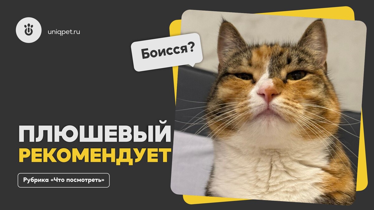 Котоэксперт UNIQPET Ася из Красноярска