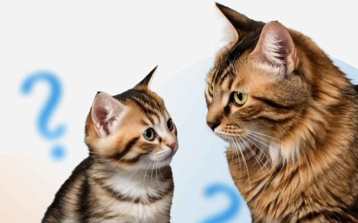 «Ипотека для беременных» — что это на самом деле — Агентство недвижимости «Простор»