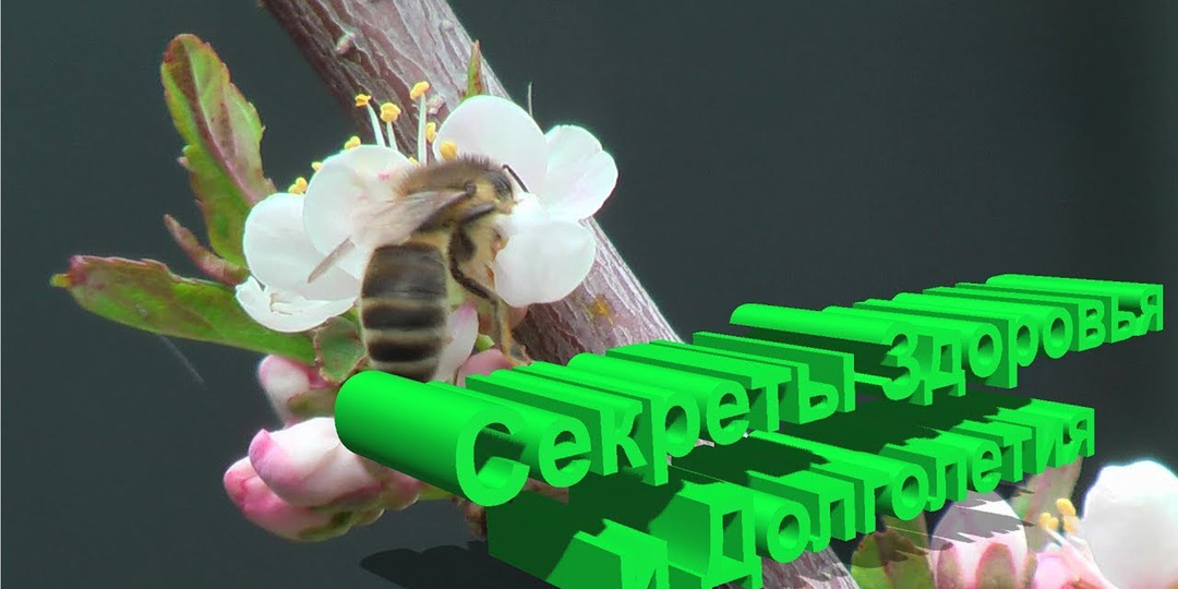 Секрет долголетия от 90-летнего профессора: Почему пчеловоды живут дольше всех?