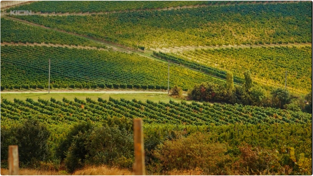 Кадр из фильма "Виноград" (12.09.2025)