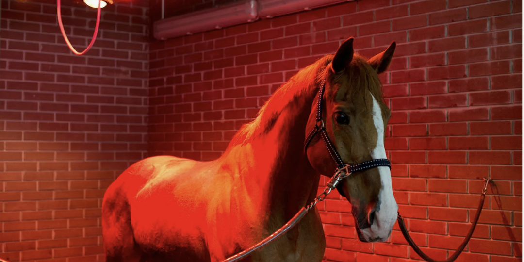 Использование новых технологий в конном деле