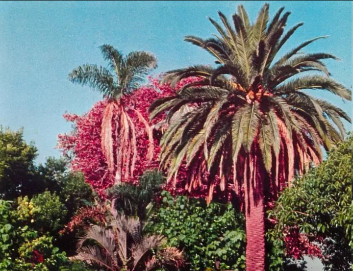 Пальма Домингеса — она не привозная. Растет на этом месте с 1869 года. И одно из условий, продажи земли под парк было то, чтобы это дерево продолжало расти. Оно до сих пор там.