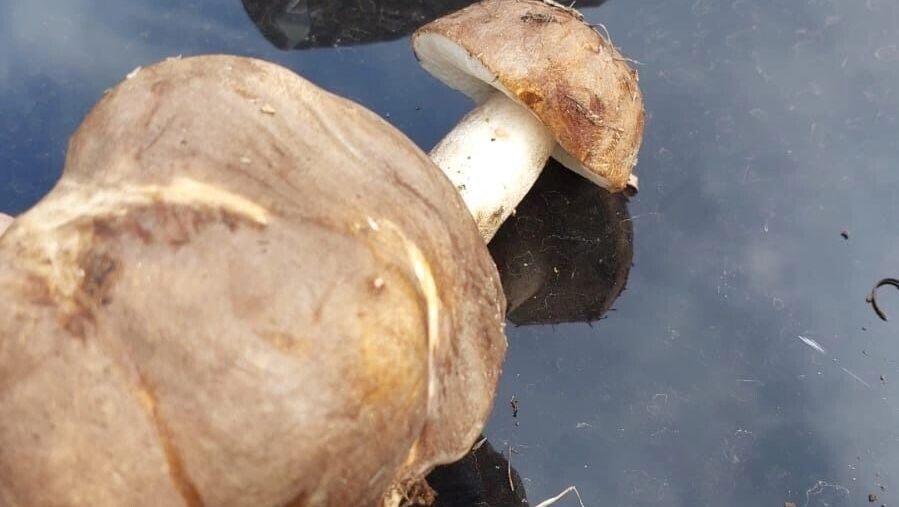     Источник: 56orb.ru