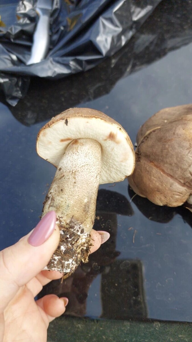     Источник: 56orb.ru