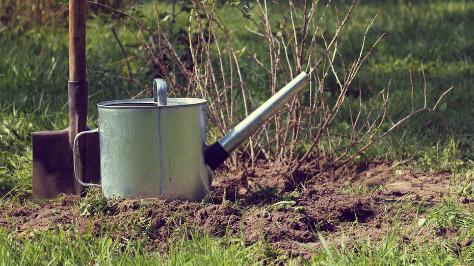 ShutterStock/Fotodom.ru