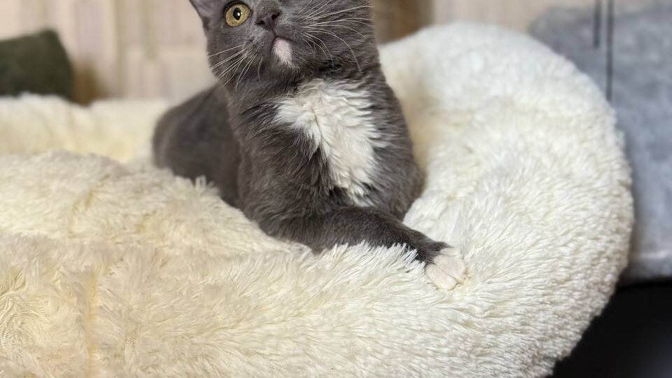 Кошачий вундеркинд с военного полигона, выкормленый из соски. Сева