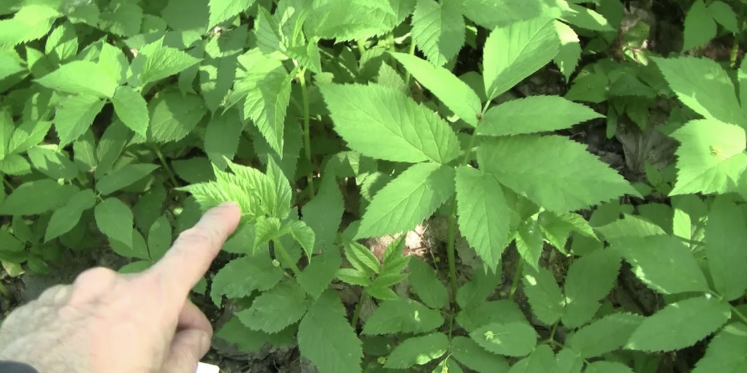 От сныти легко избавиться, если знать, где Ахилесова пята: Уничтожаем «бессмертный» сорняк