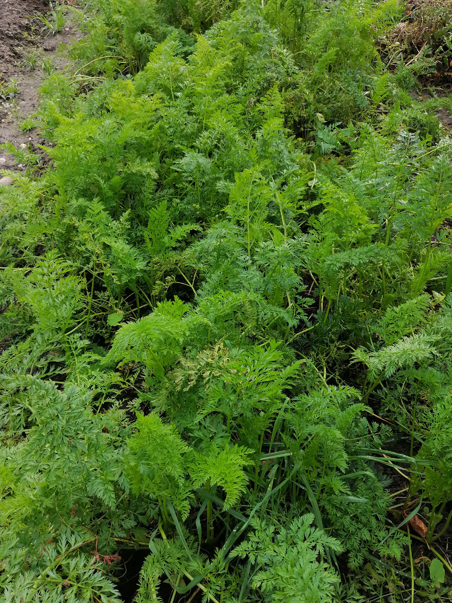 Да и зелёная она ещё, пусть постоит.