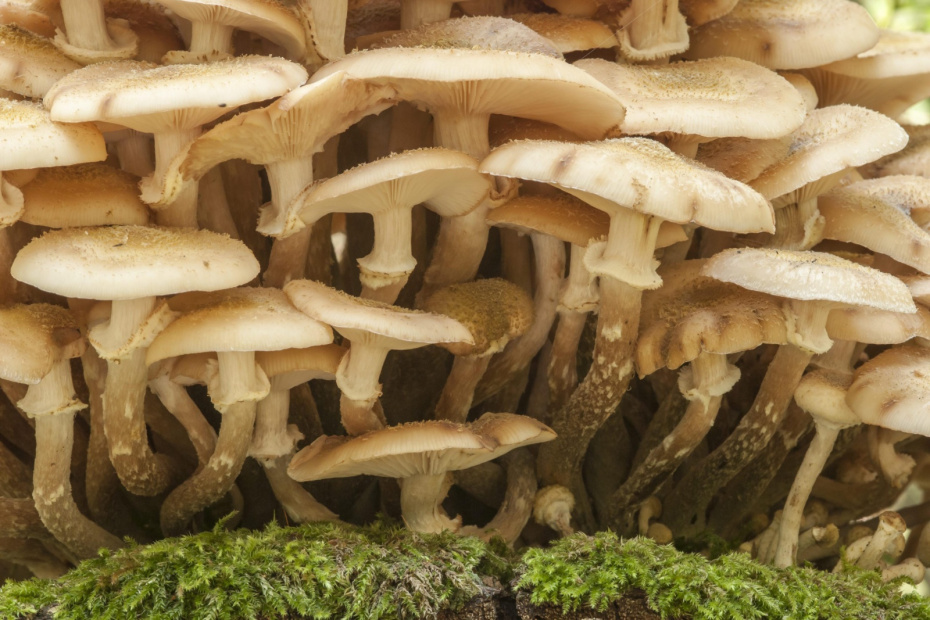    CHROMORANGE/Gabi Wolf/Global Look Press