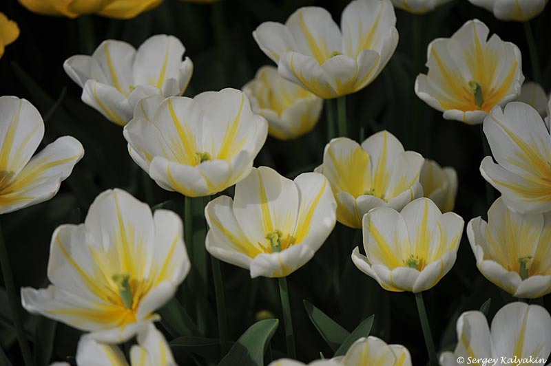 Тюльпан Angels Flame