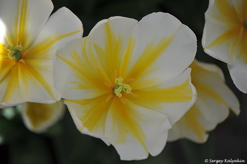 Тюльпан Angels Flame