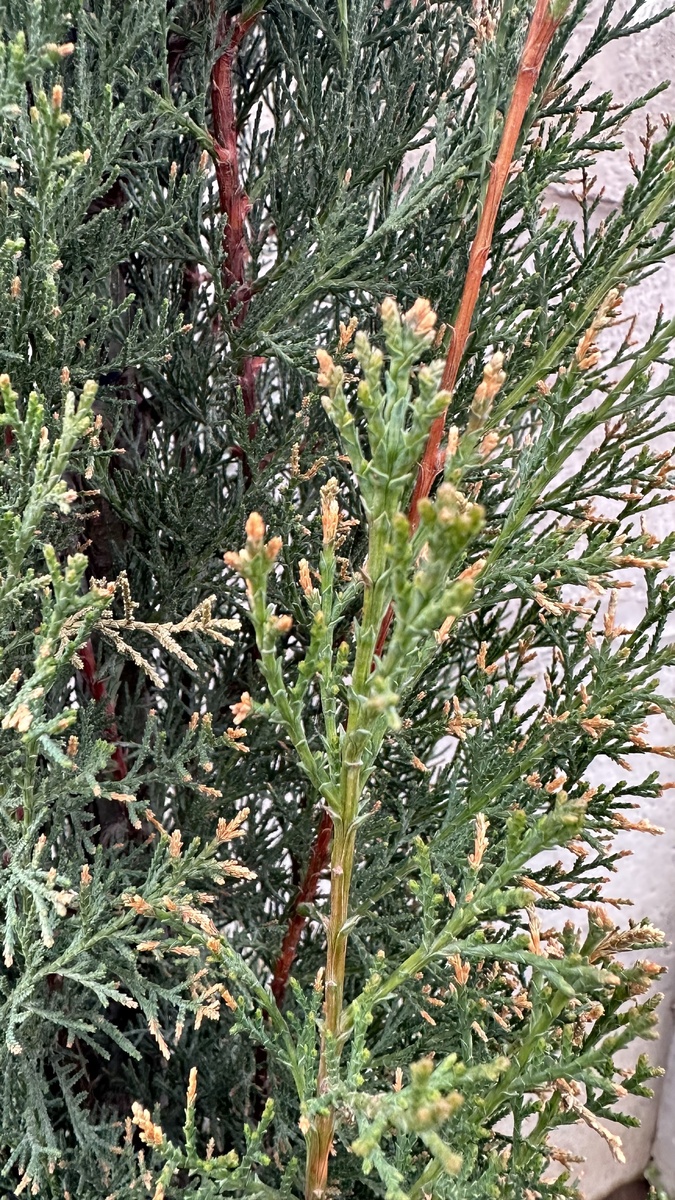 Вот так болел кипарис - коричневели края и потом отсыхали целые ветки