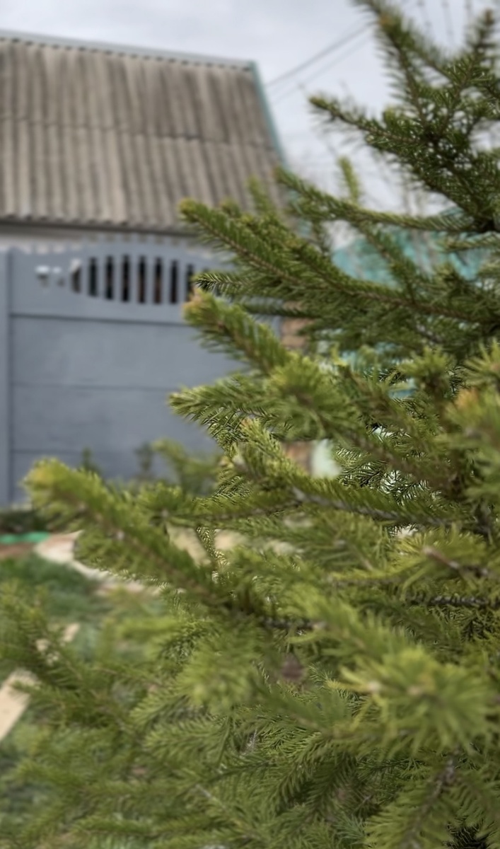 Изумрудный цвет постепенно меняется на буро-зеленый