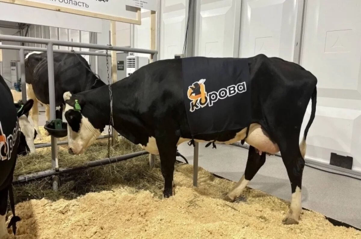    В ЯО работают над сохранением местной породы крупного рогатого скота