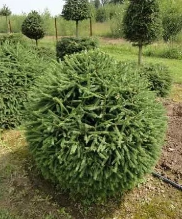 Ель в форме шара. Фото из интернета