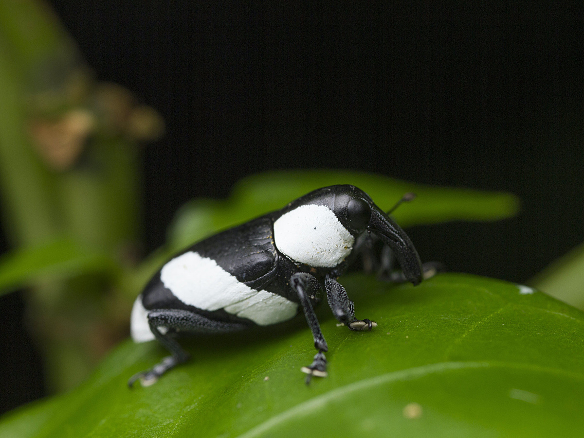 Кто-то скажет, мол «все долгоносики на одно лицо». Это не так! На сегодняшний день учёные мужик описали около 80 000 видов долгоносиков, что делает их одним из самых крупных семейств живых организмов на планете. Фотография: Thomas Barbin, CC BY-NC.