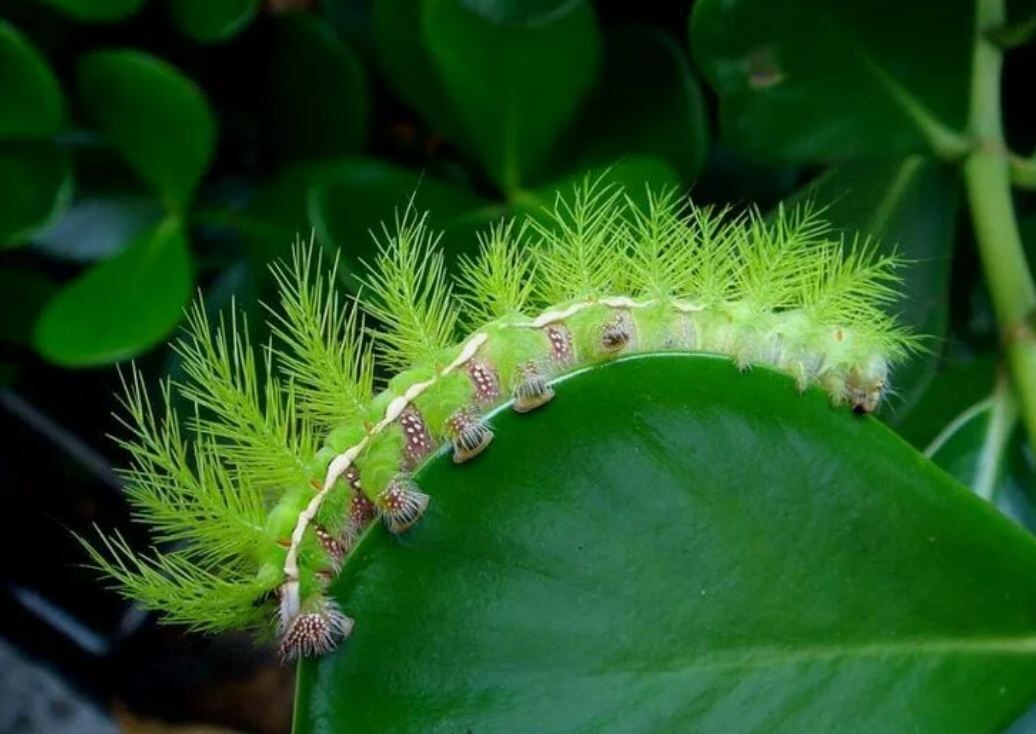 Ломимия (Lonomia obliqua) на листе: как выглядит самая ядовитая гусеница в мире