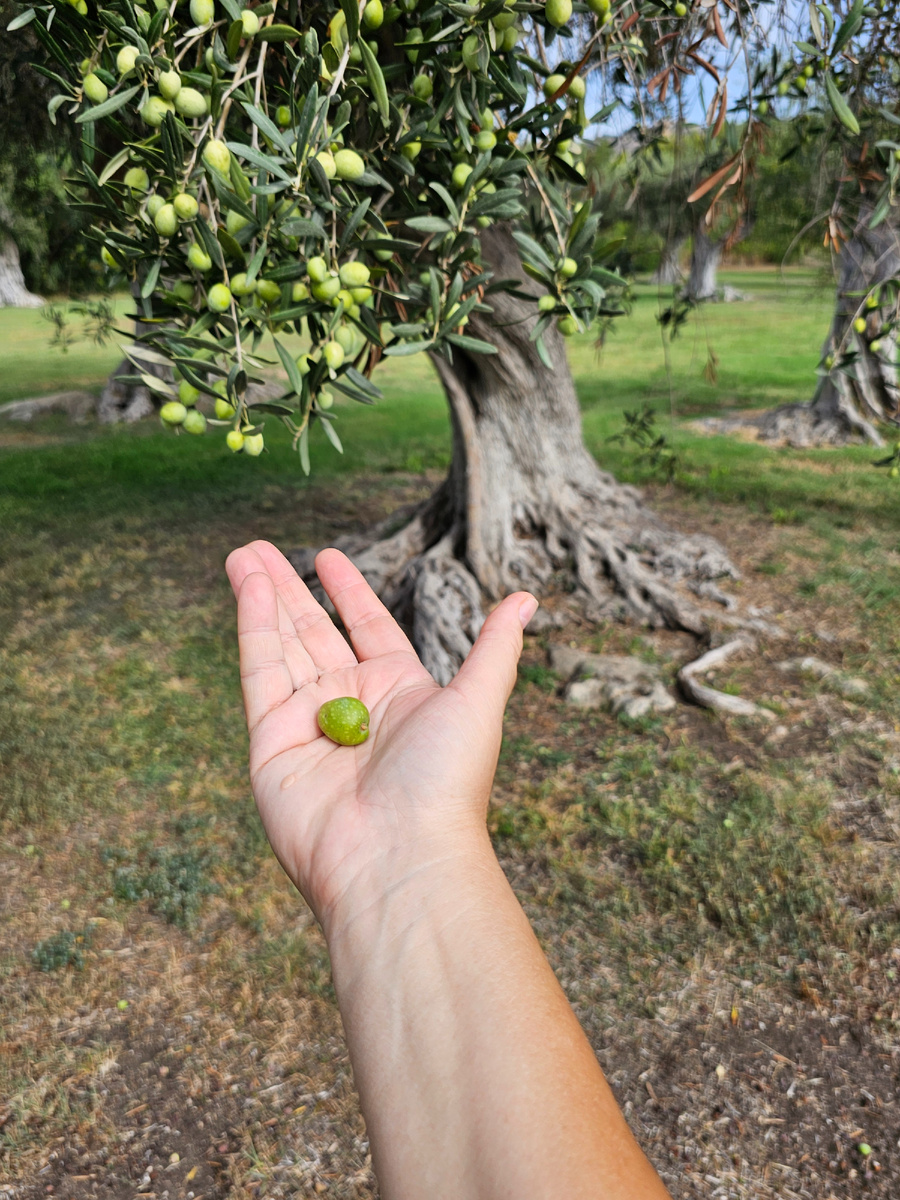 Кадр интересен уже тем, что я делала его носом, потому что левой рукой держала телефон, а в правой была оливка