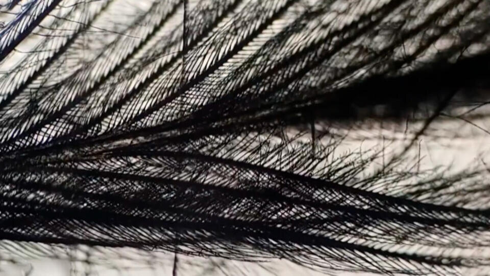 Фото: © Кадр из программы "Как устроен мир", РЕН ТВ