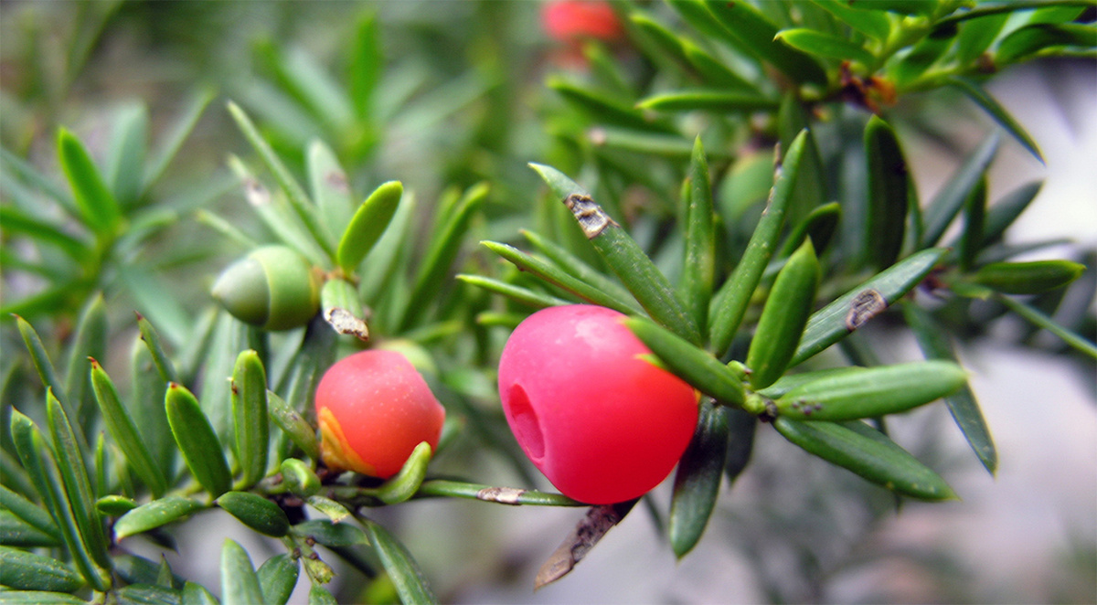 Тис остроконечный. Фото автора