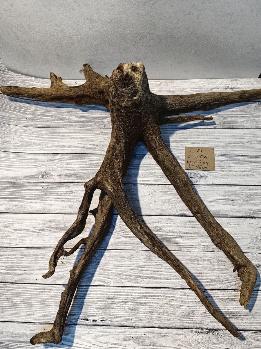 Коряги Карелии