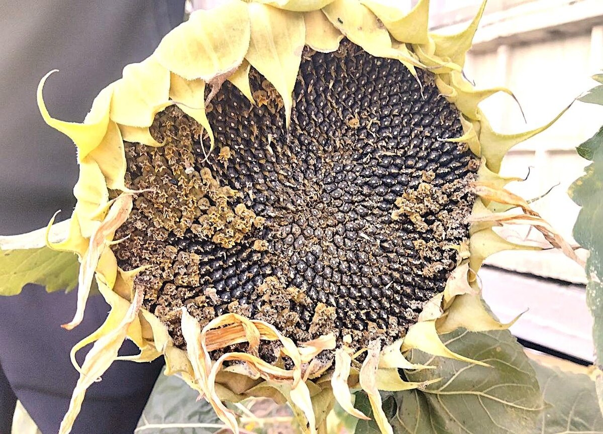 Фото: АПК Новости