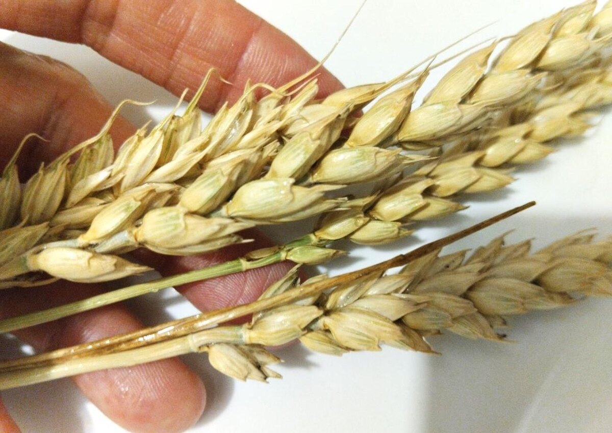 Фото: АПК Новости