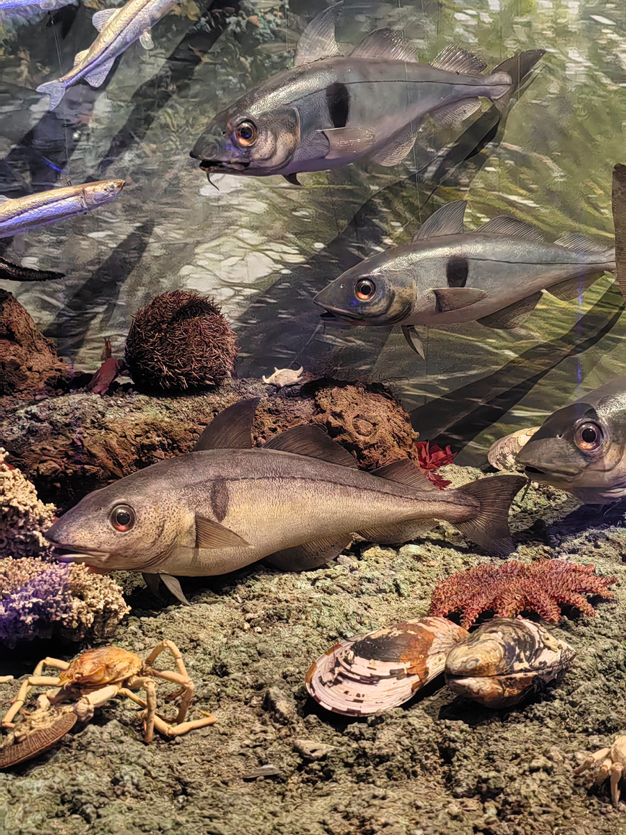 Все фотографии из краеведческого музея сделаны автором