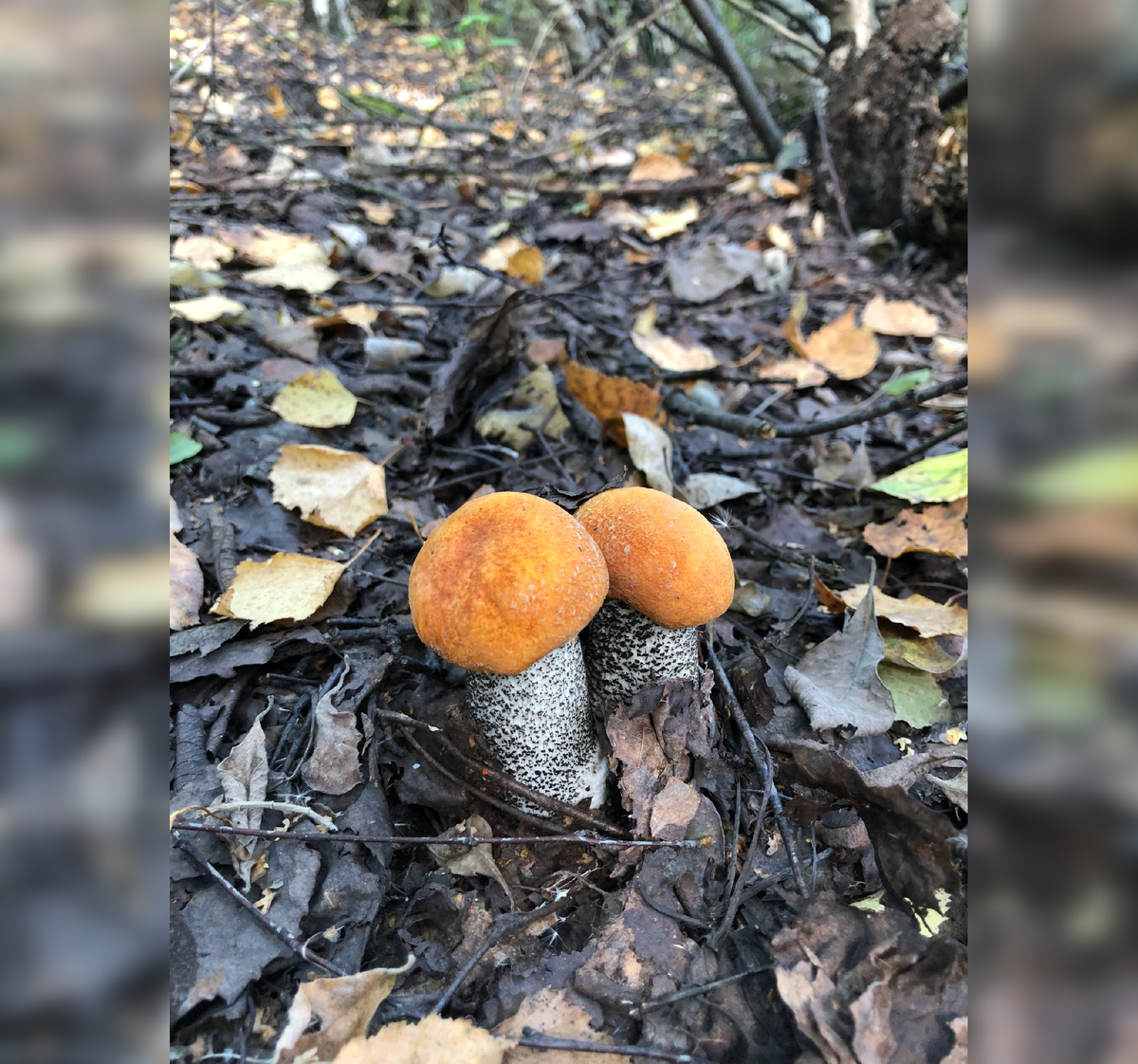 Фото: группа VK "Грибы и грибники Тула"