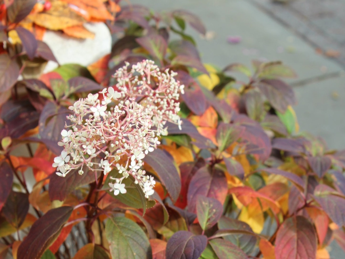 Фото: boscosgardencenter.com