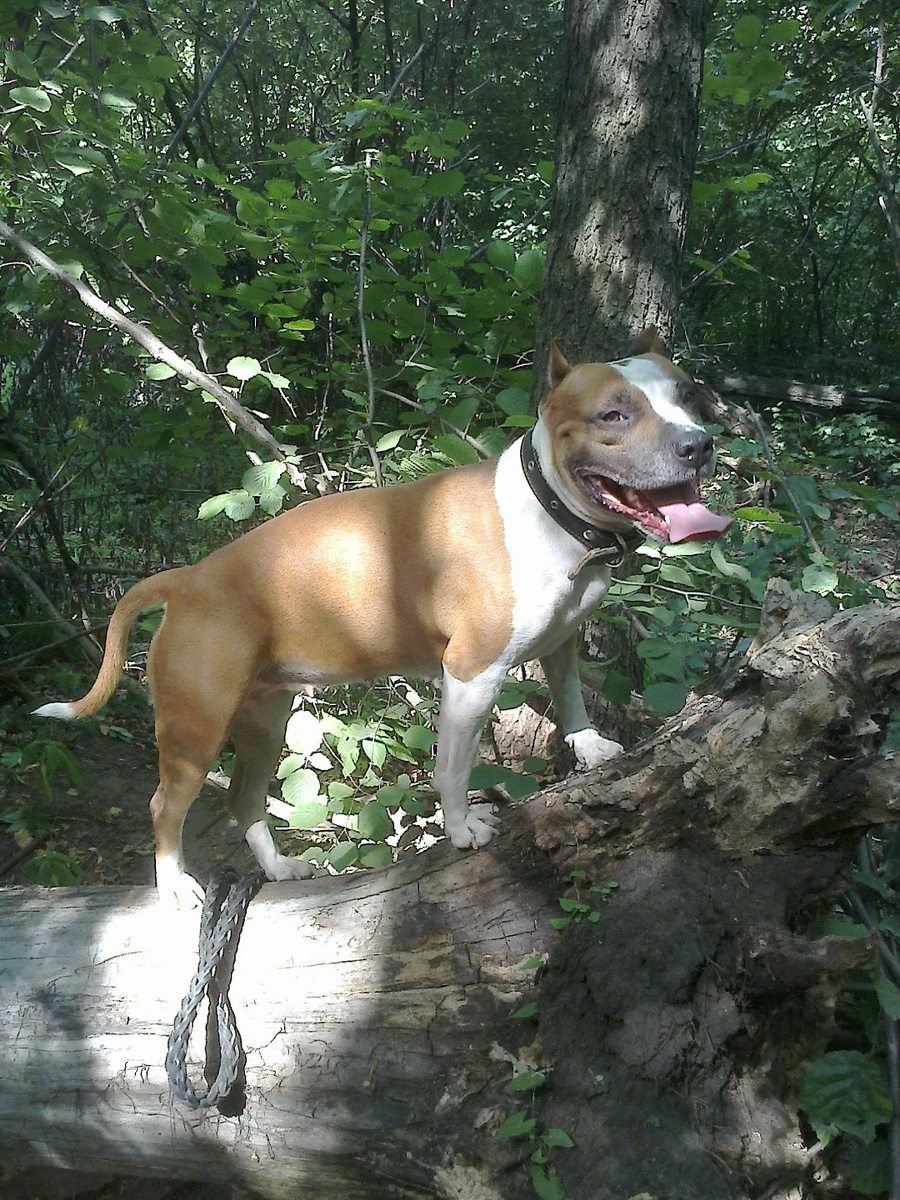 Амстафф Трейси в лесу на выгуле.