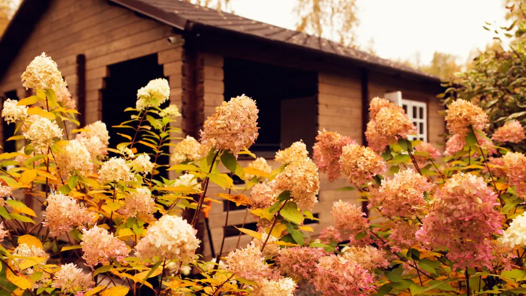 как ухаживать за гортензиями осенью