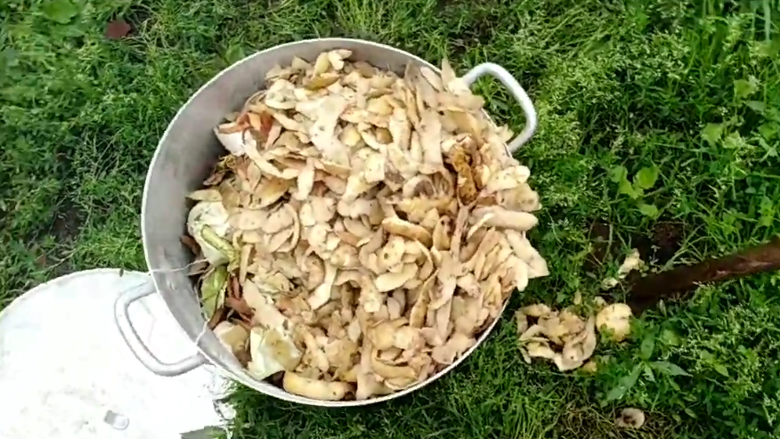 Поливаю черную смородину картофельным отваром осенью. Соседка удивилась размеру урожая в июле