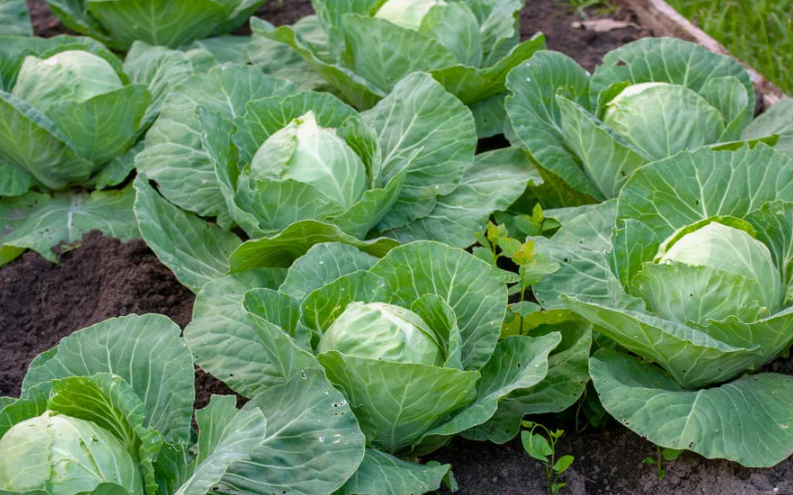 Любимая еда лука, чеснока и капусты. Вносить в грядки ее нужно сейчас